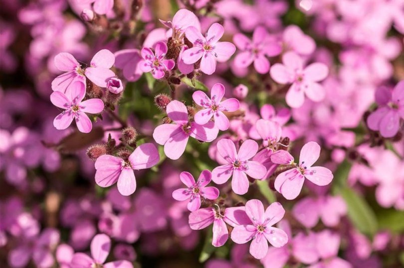 Gyepes szappanfű, Saponaria ocymoides, etnobotanika